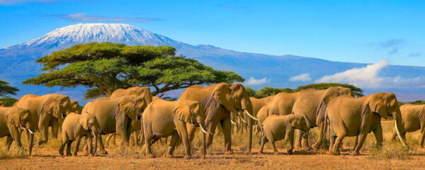 safari en Tanzanie