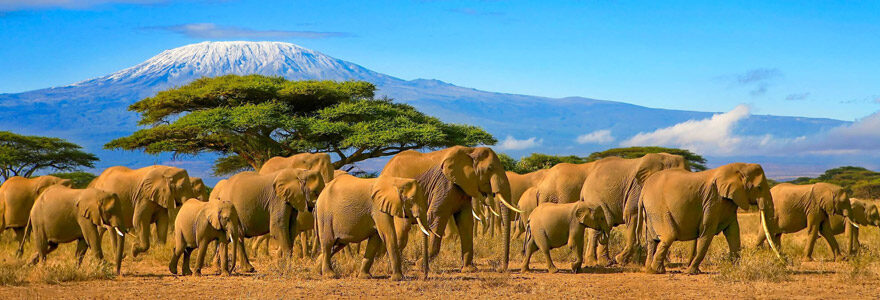 safari en Tanzanie